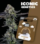 Iconic Genetics - Cookies XL (3 Cannabis Samen)