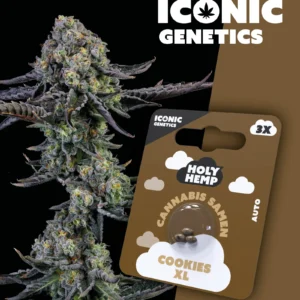Iconic Genetics - Cookies XL (3 Cannabis Samen)
