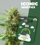 Iconic Genetics - Critical XXL (3 Cannabis Samen)