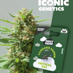 Iconic Genetics - Critical XXL (3 Cannabis Samen)
