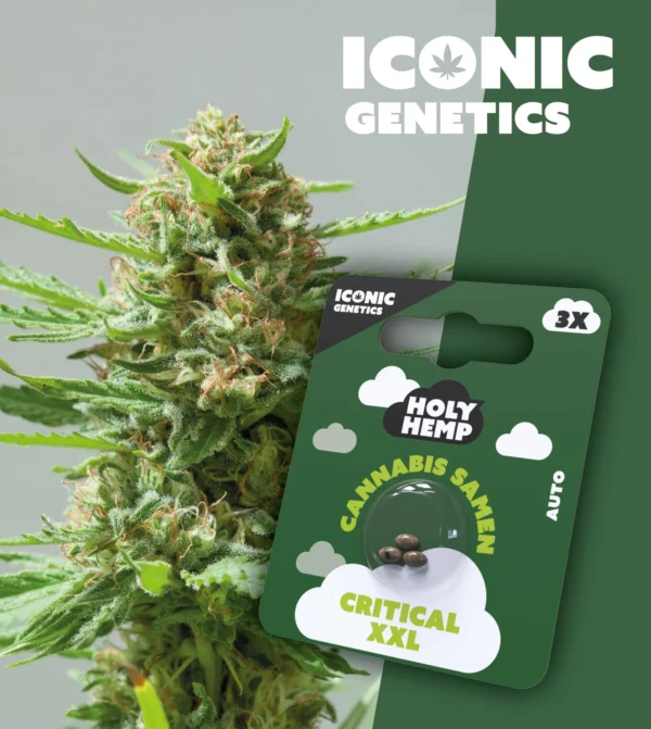 Iconic Genetics - Critical XXL (3 Cannabis Samen)