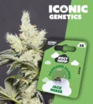 Iconic Genetics - Jack Herer (3 Cannabis Samen)