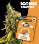 Iconic Genetics - Orange Sherbet (3 Cannabis Samen)