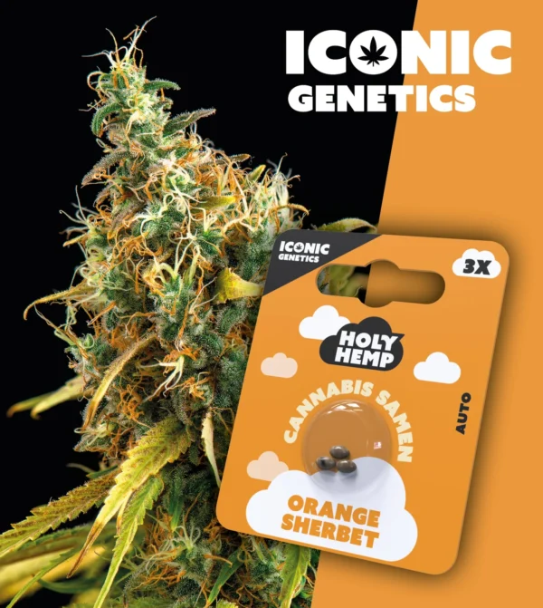 Iconic Genetics - Orange Sherbet (3 Cannabis Samen)