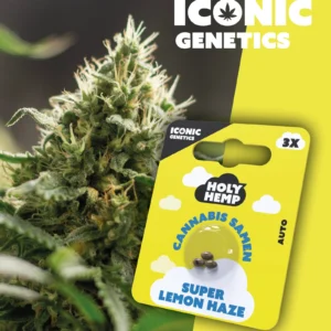 Iconic Genetics - Super Lemon Haze (3 Cannabis Samen)